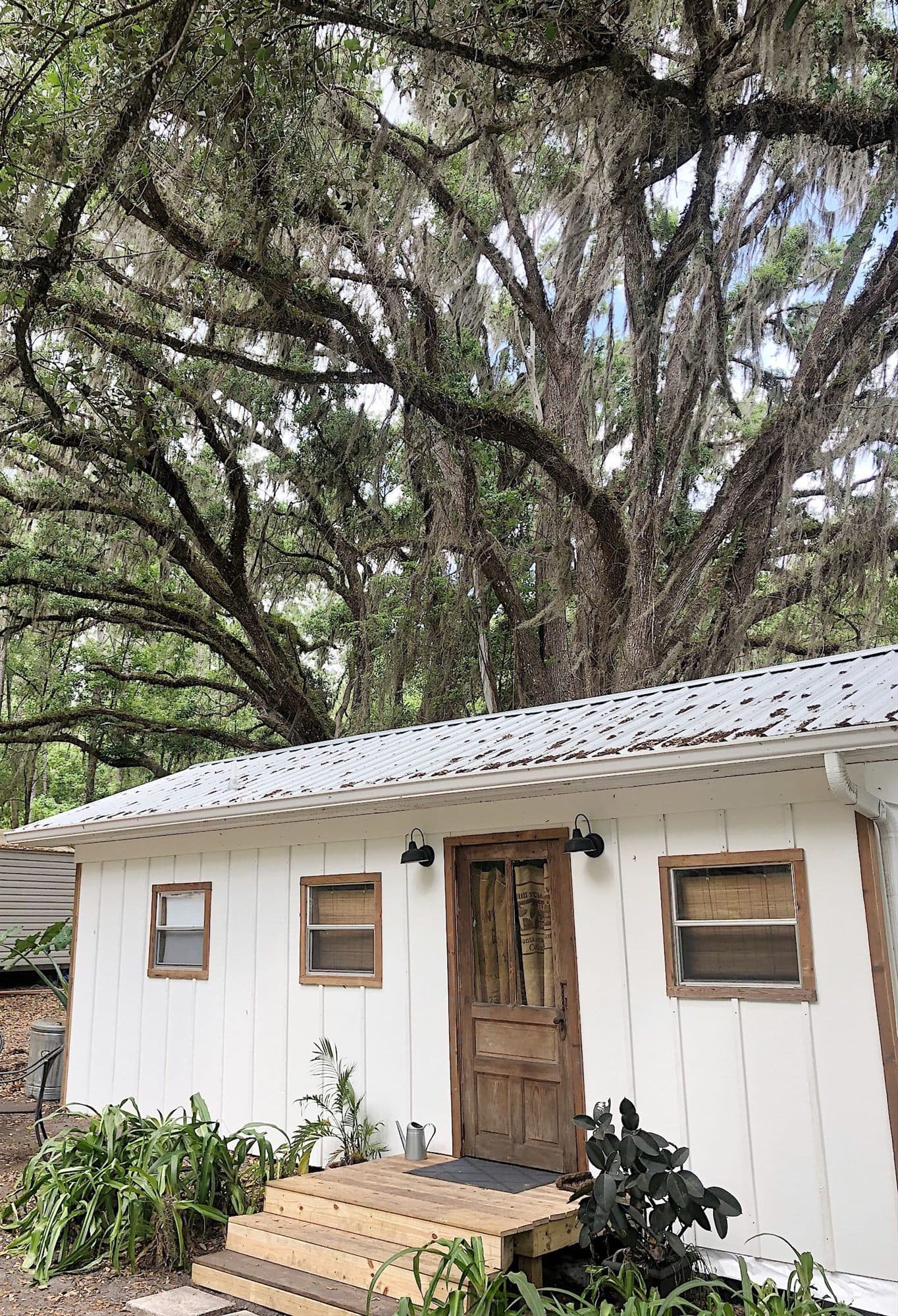 The cottage with its tin roof under a live oak hung with Spanish moss