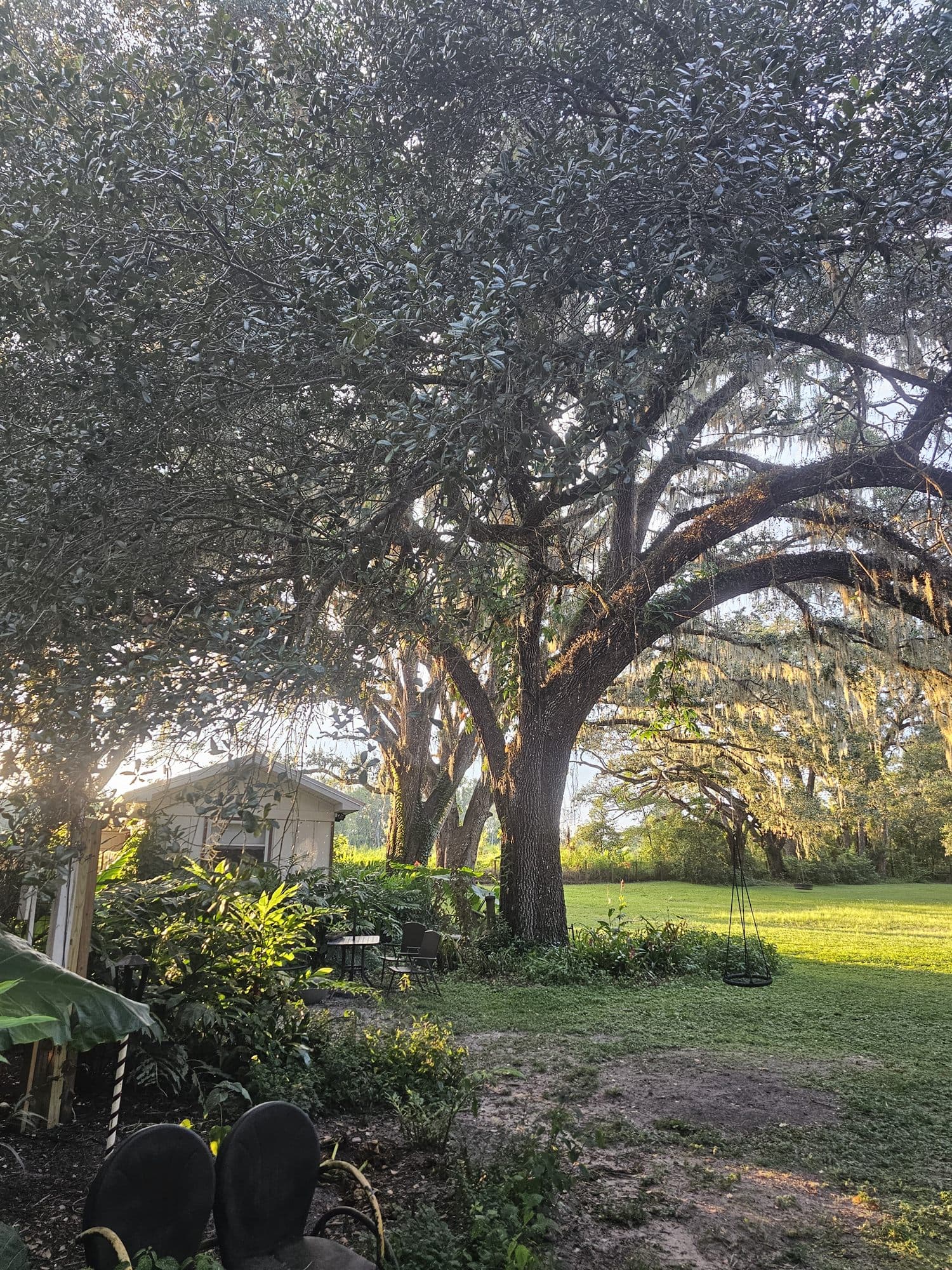 The crown of a live oak filling the frame with sun flaring through, a rope swing hanging over mown grass